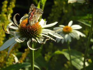 Papillon sur fleur des champs