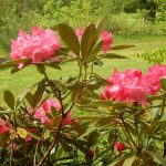 RHODODENDRONS