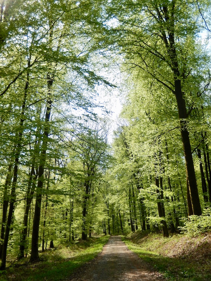 Forêt en la Vôge